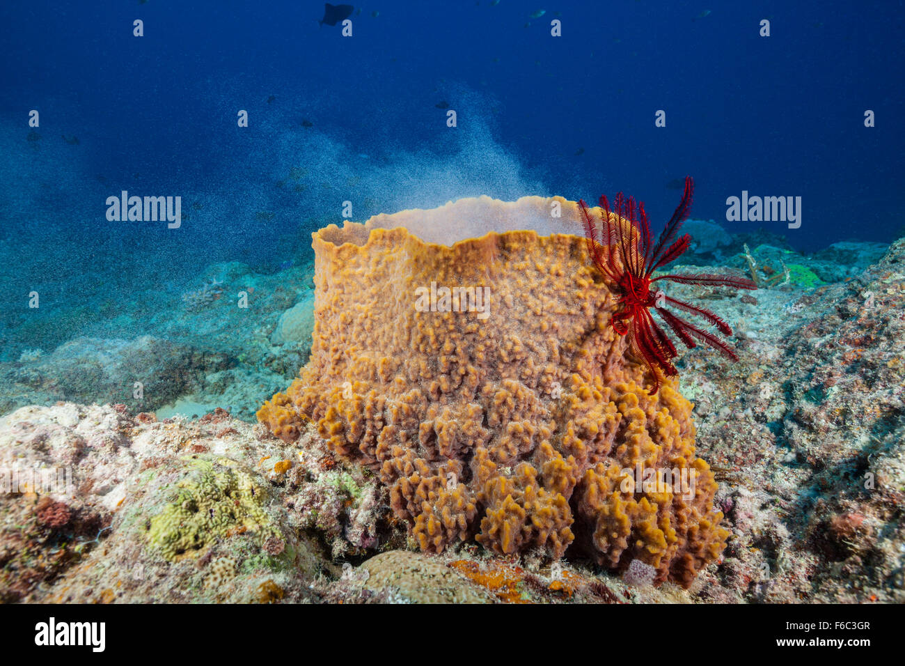 Spawning Sea Sponge, Osprey Reef, Coral Sea, Australia Stock Photo