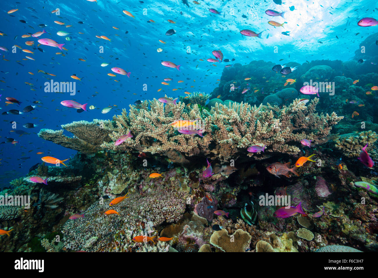 Coral Reef, Osprey Reef, Coral Sea, Australia Stock Photo