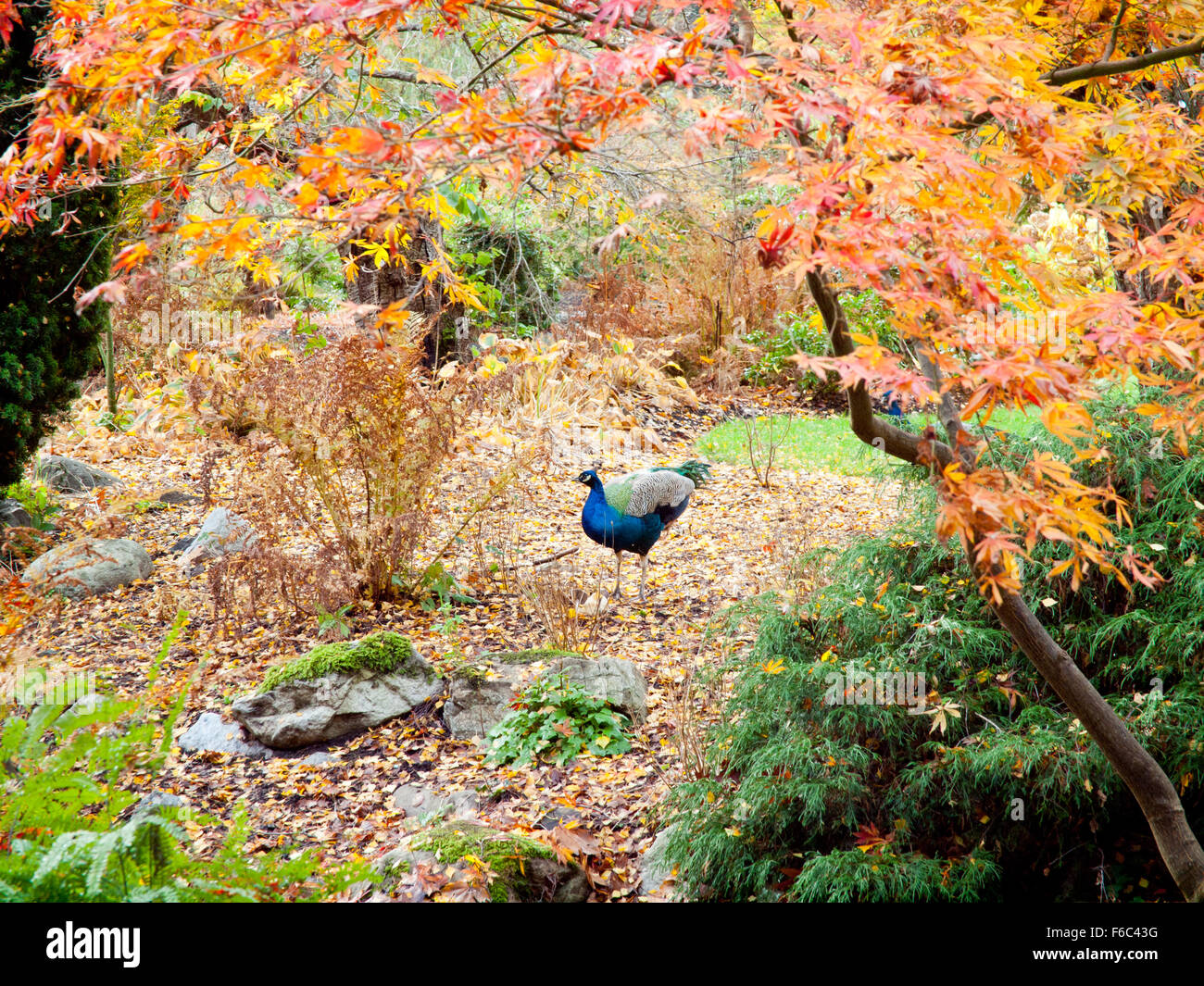 A View Of A Peacock And Beautiful Fall Autumn Colours Of Beacon Hill