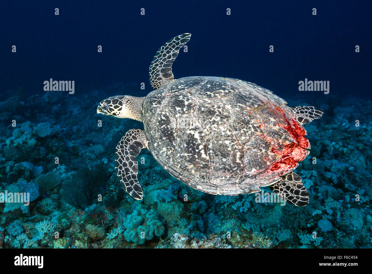 Hawksbill Sea Turtle, Eretmochelys imbricata, Osprey Reef, Coral Sea, Australia Stock Photo
