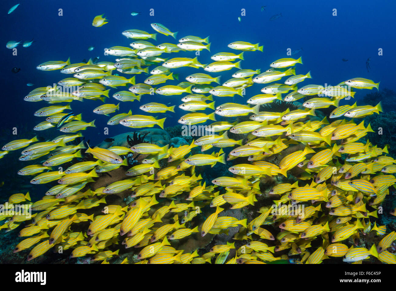Shoal of Bigeye Snapper, Lutjanus lutjanus, Osprey Reef, Coral Sea, Australia Stock Photo