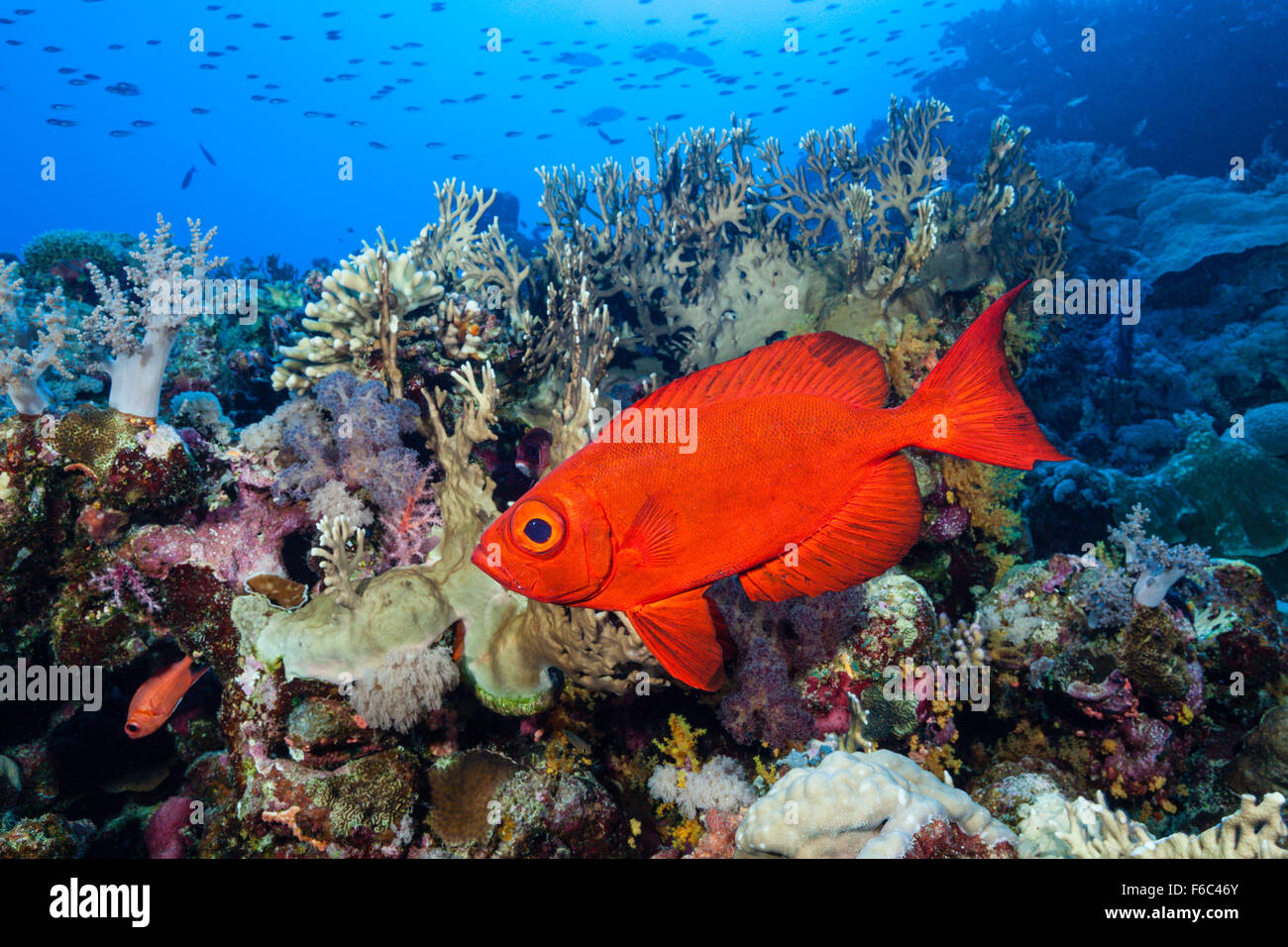 Reef fish hi-res stock photography and images - Alamy