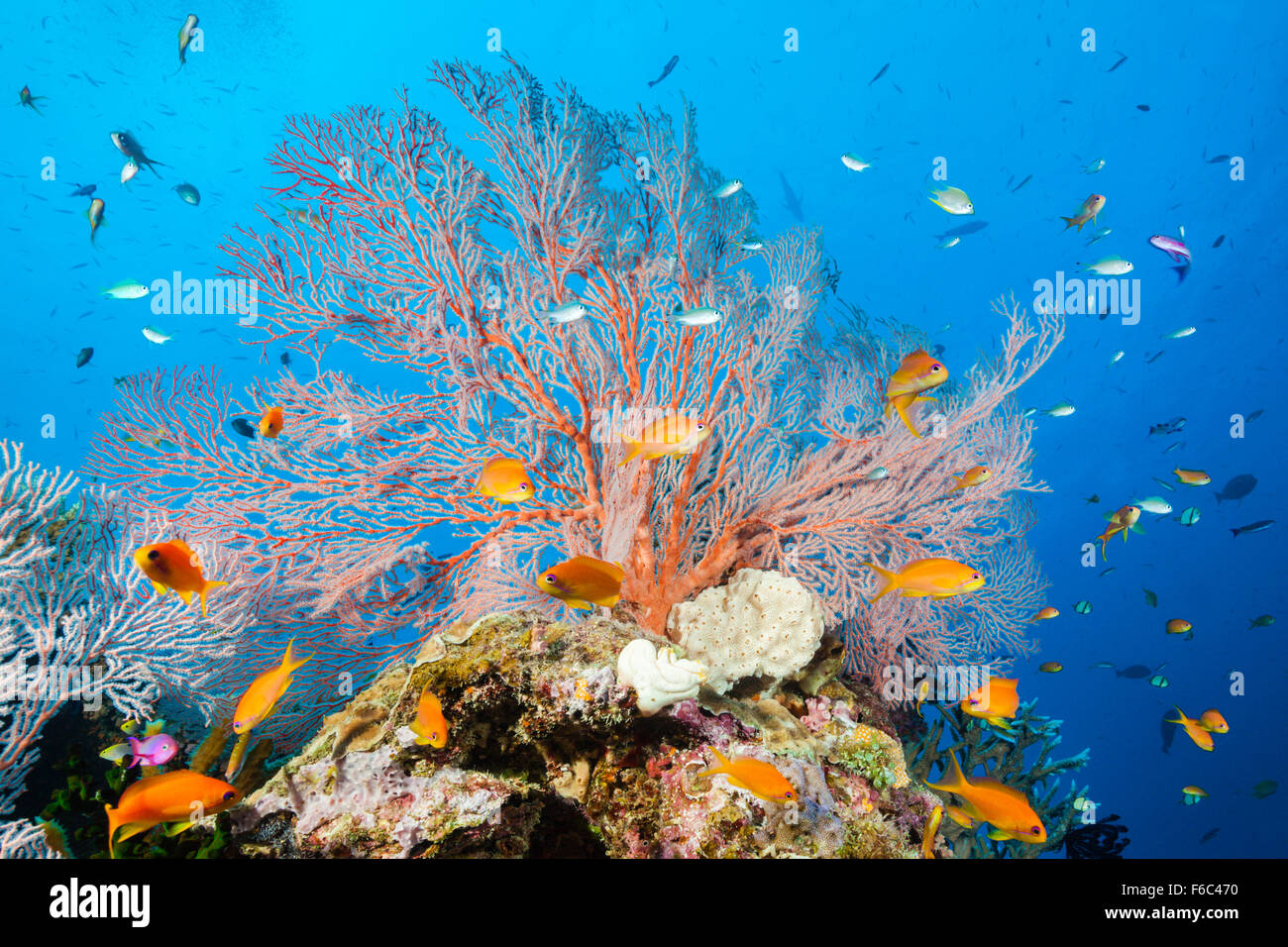 Lyretail Anthias In Coral Reef Pseudanthias Squamipinnis Osprey Reef 