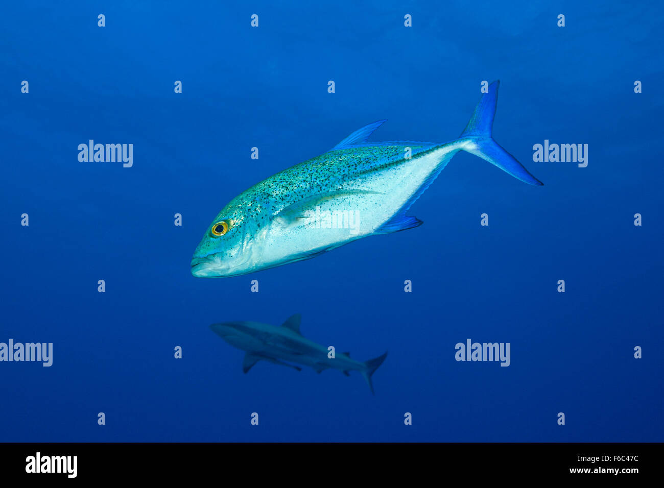 Bluefin Trevally, Caranx melampygus, Osprey Reef, Coral Sea, Australia Stock Photo