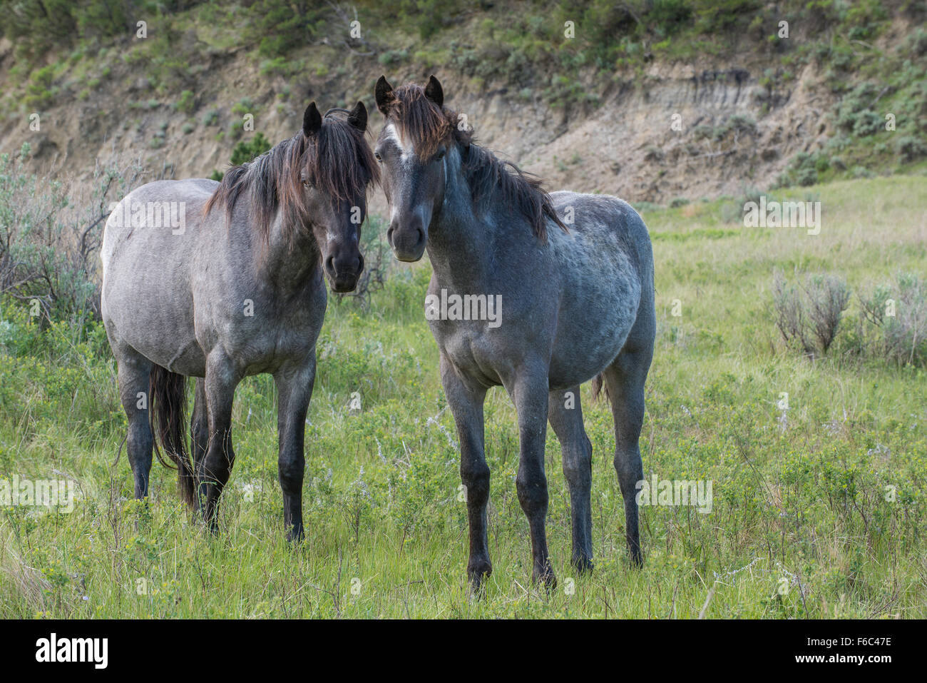 Wild Horses, (Equs ferus), Mustang, Feral, Theodore Roosevelt National Park, N.Dakota, Western USA Stock Photo