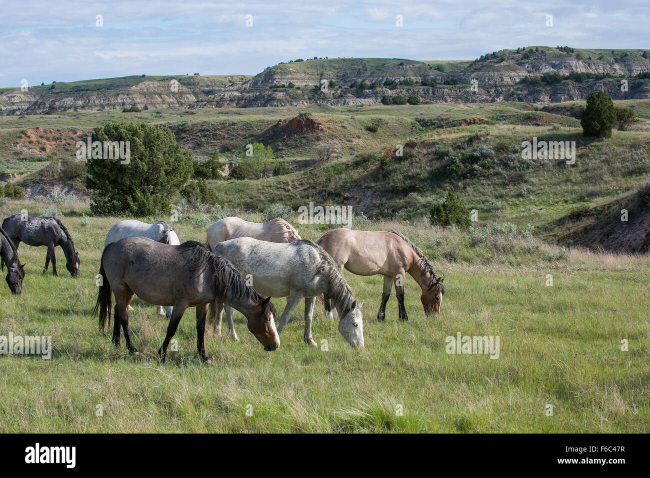 Wild Horses grazing (Equs ferus), Mustangs, Feral, Theodore Roosevelt National Park, North Dakota, Western North America Stock Photo