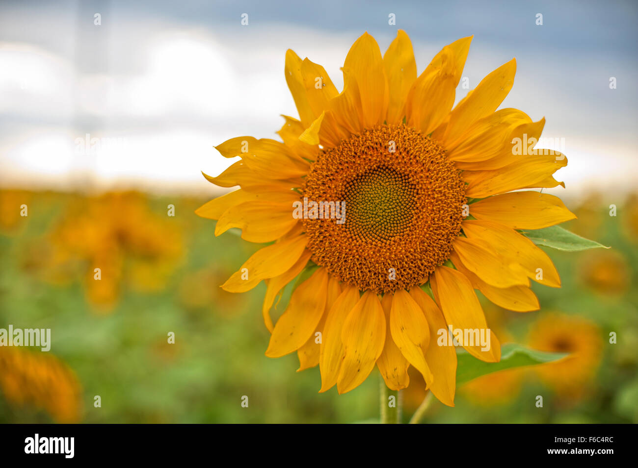 beautiful sunflowers at field Stock Photo - Alamy