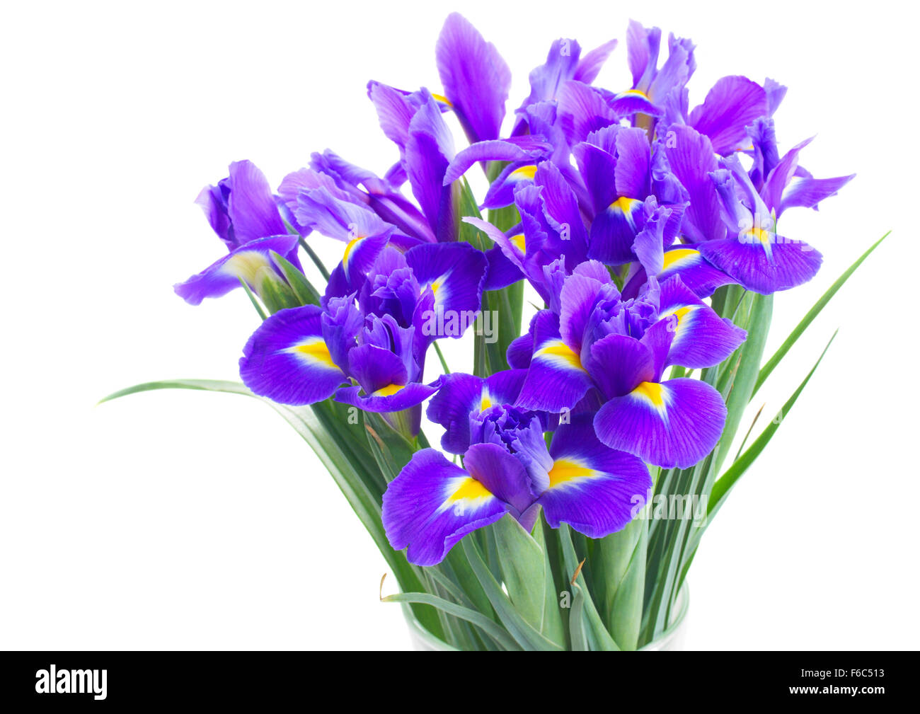 spring blue irises Stock Photo