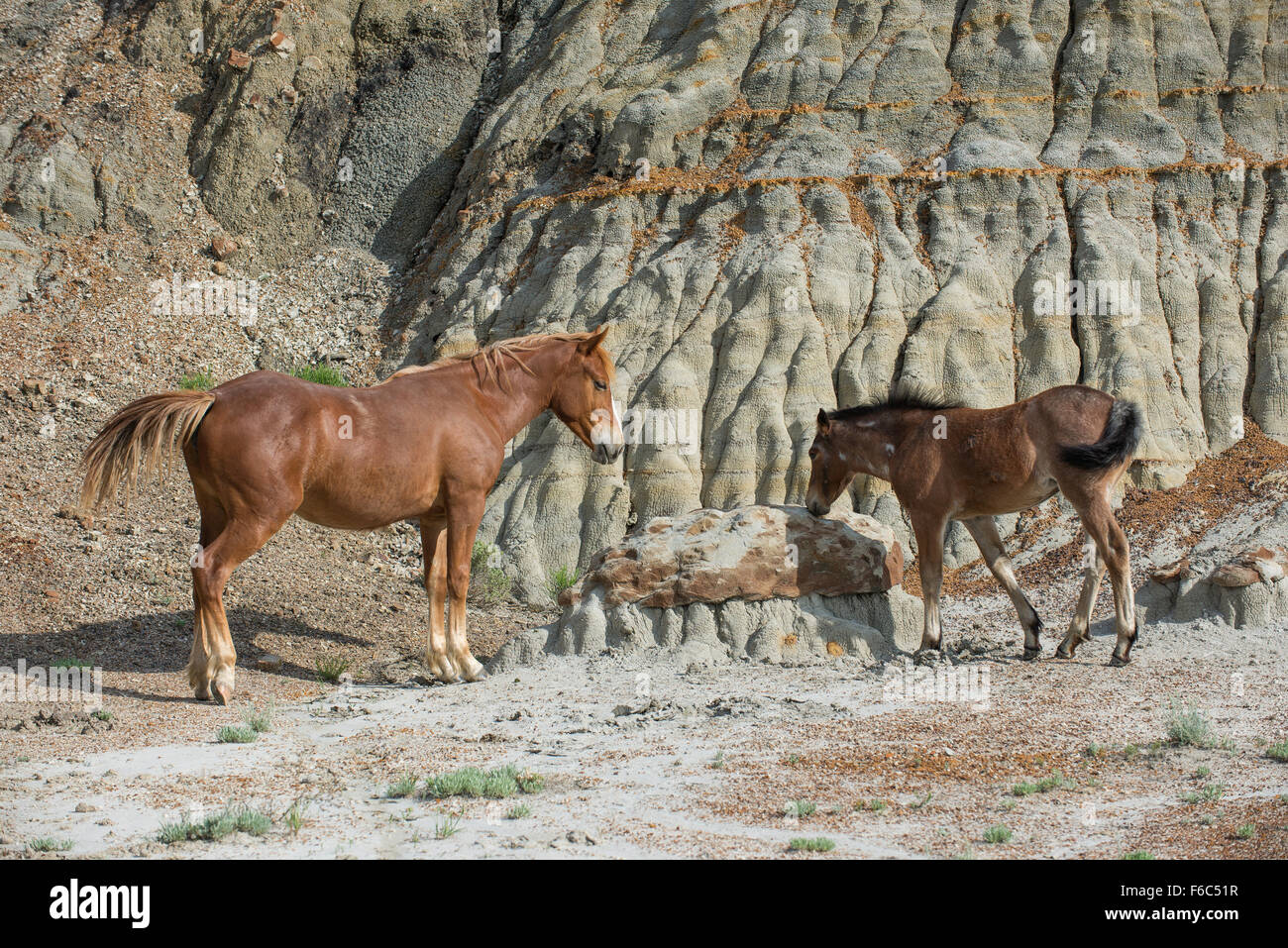 Wild Horse, (Equs ferus), Mustang and colt, Feral, Theodore Roosevelt National Park, N. Dakota, USA Stock Photo