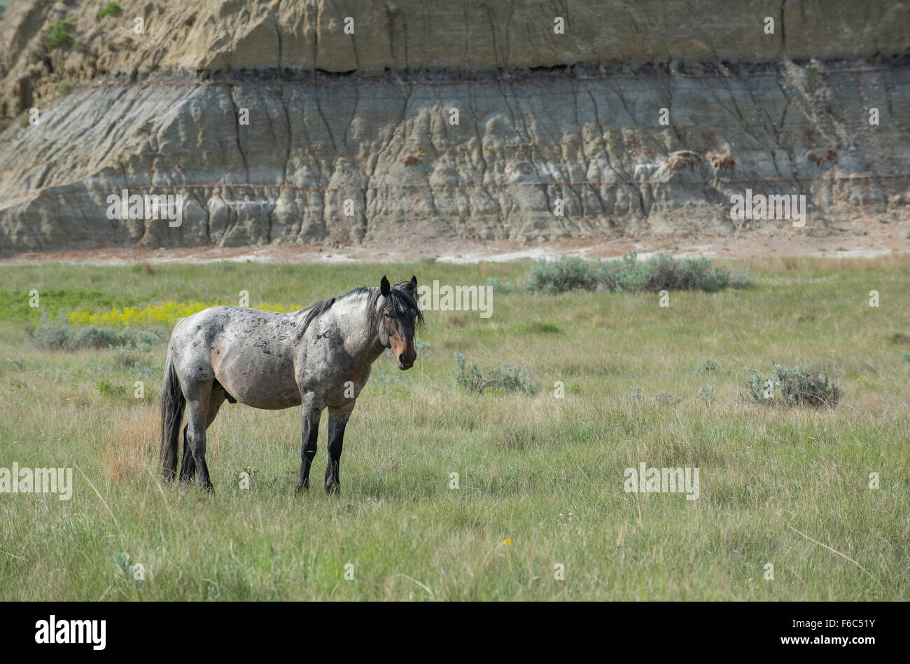 Wild Horse, (Equs ferus), Mustang, Feral, Theodore Roosevelt National Park, N.Dakota, Western USA Stock Photo