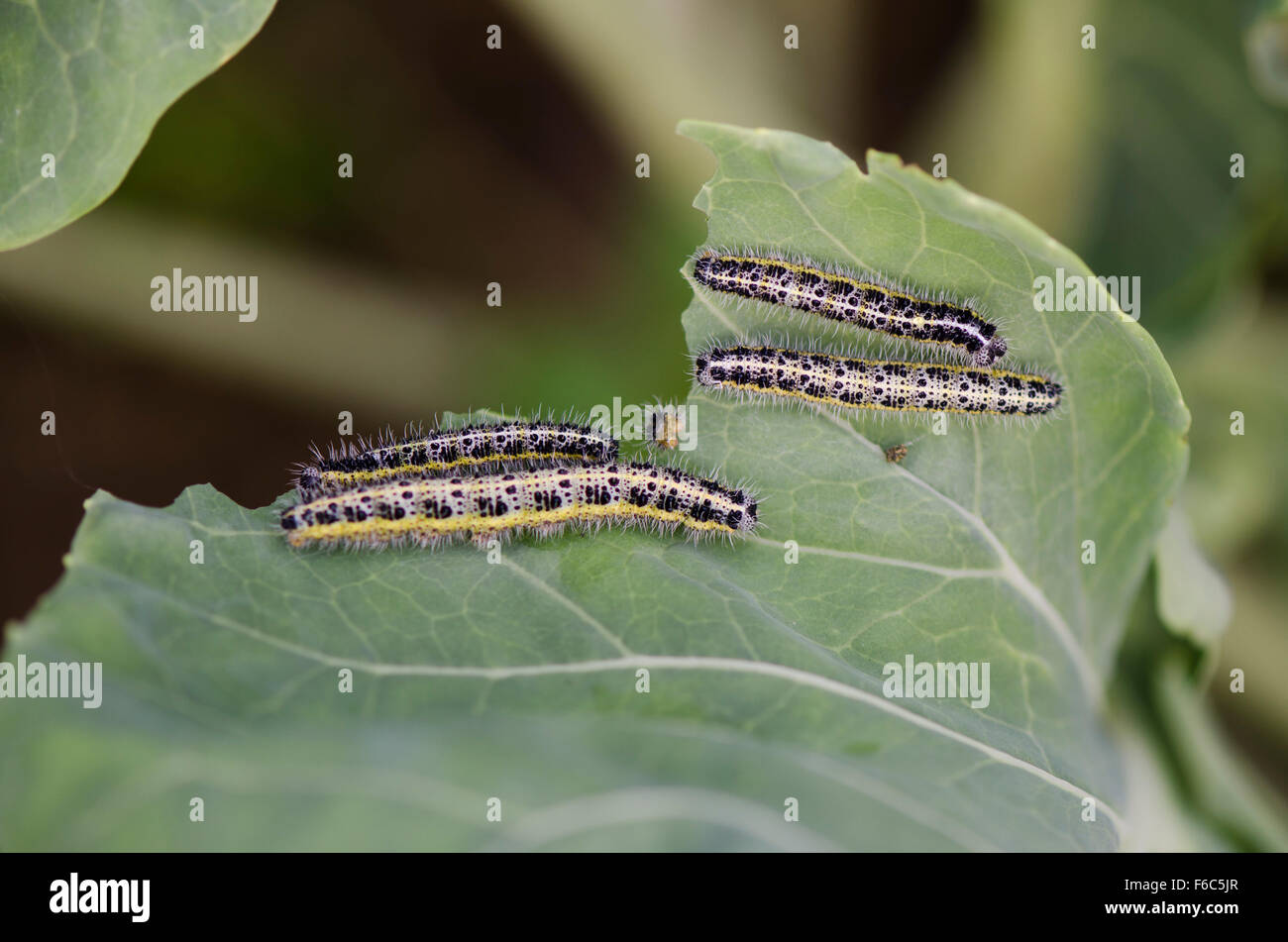 Large White, caterpillars eating their way through Kale in vegetable