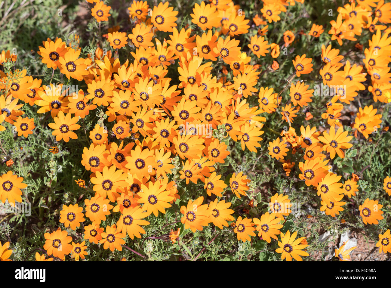 Orange daisies near Soebatsfontein in the Northern Cape Namaqualand region of South Africa Stock Photo