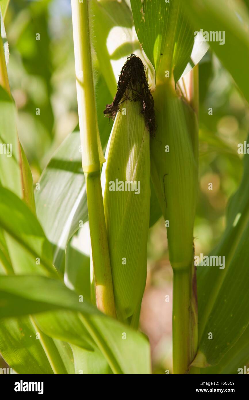 Cob of corn on the plant Stock Photo