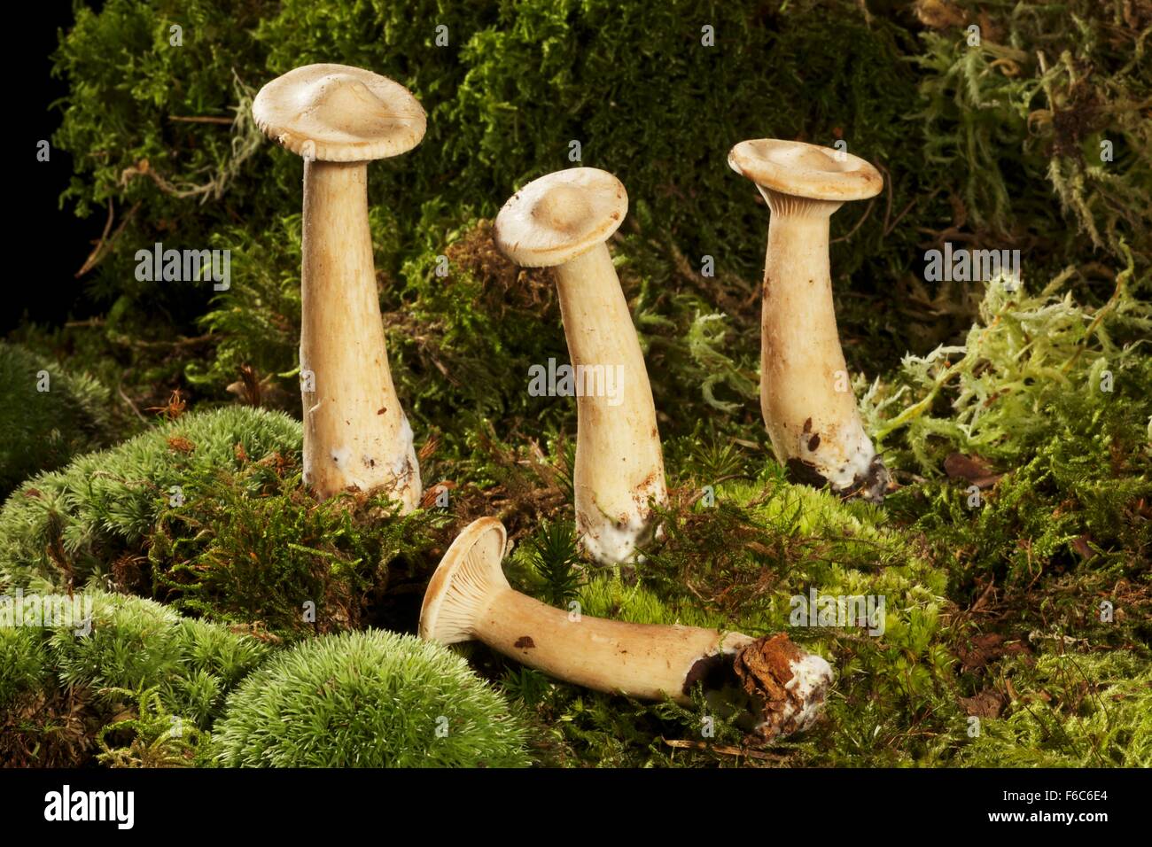 Monk's head mushrooms Stock Photo Alamy