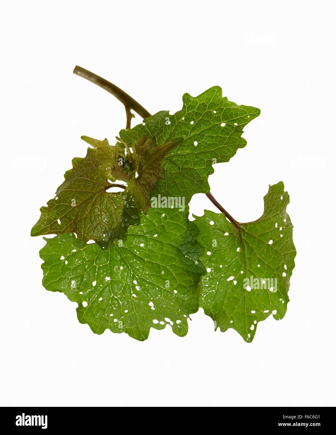 Jack mustard Cut Out Stock Images & Pictures Alamy