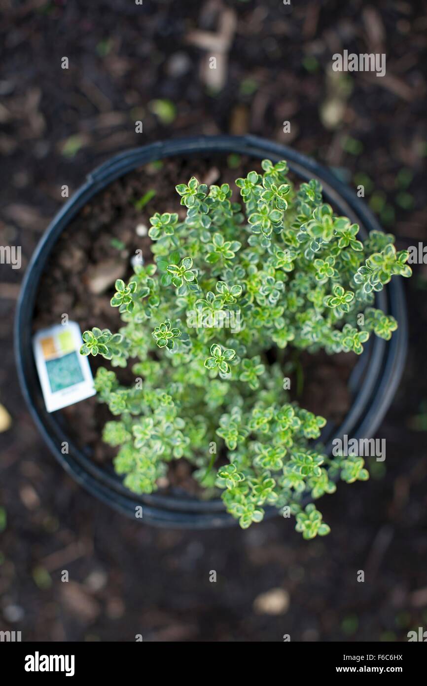 Potted Plant of Lemon Thyme; From Above Stock Photo