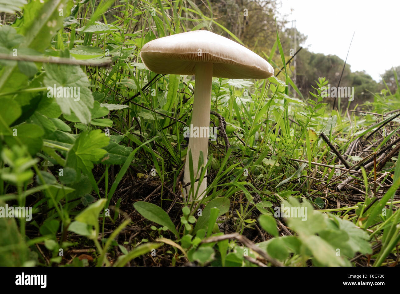 Big sheath mushroom, rose-gilled grisette, Volvariella gloiocephala, wild mushroom in forest. Spain. Stock Photo