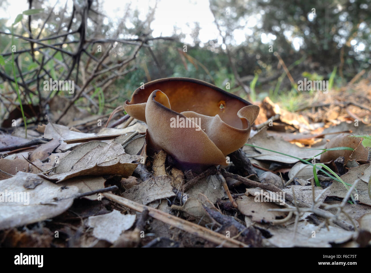 Wild mushroom Bay cup fungus, Peziza badia species inn forest. Spain. Stock Photo