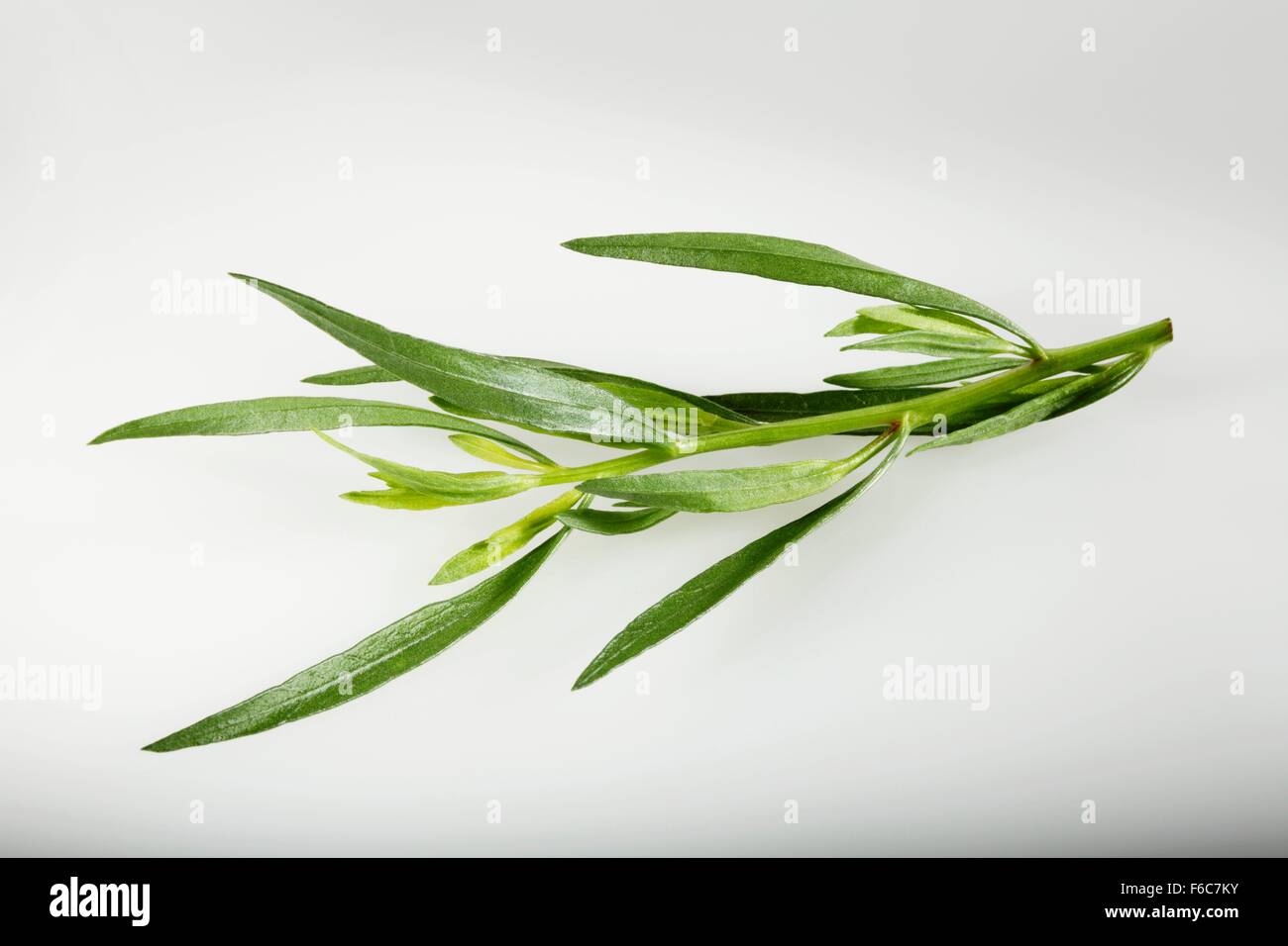 Tarragon (Artemisia dracunculus) Stock Photo