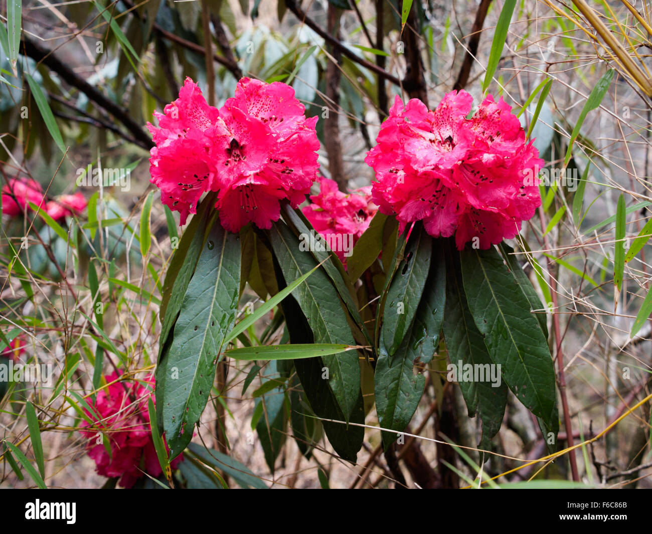 Beautiful pink rhododendron flower near Himalayan Hotel, en route to Annapurna Base Camp, Nepal Stock Photo