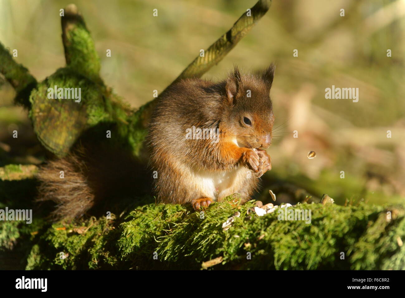 Red squirrel in profile feeding on nuts and seeds Stock Photo