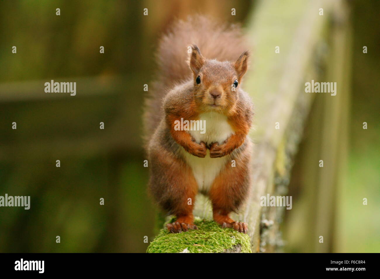 Curious red squirrel approaches for a closer look Stock Photo