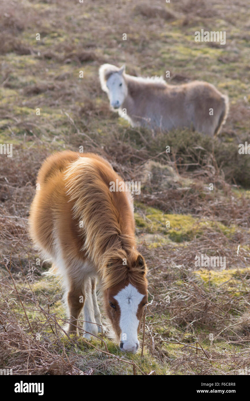 Two young Gower Ponies grazing Stock Photo