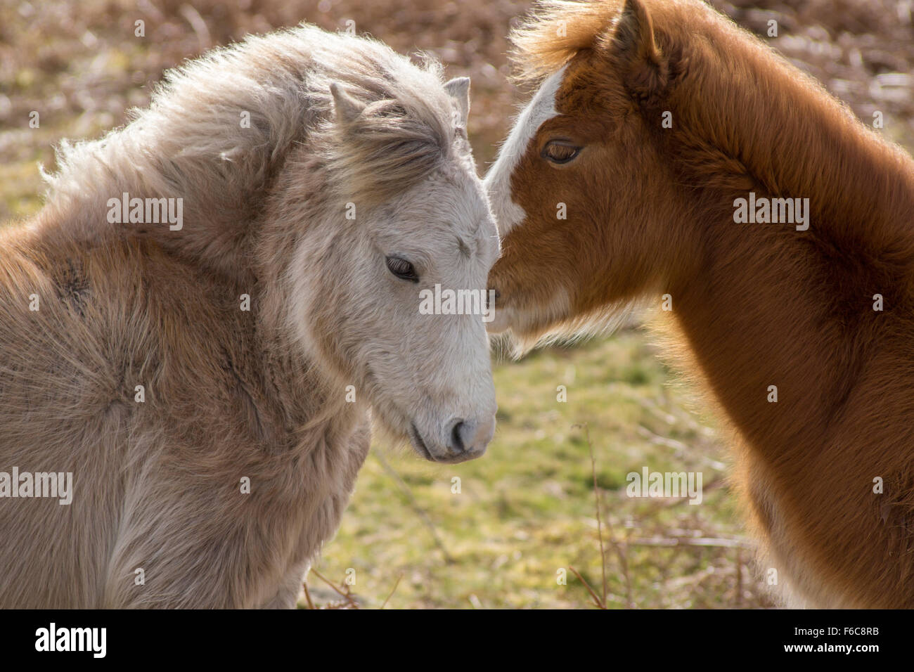 Two Gower Ponies grooming in friendship Stock Photo