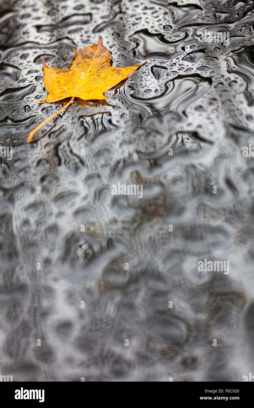 Single golden Autumn Fall leaf on wet weather rain water background Stock Photo