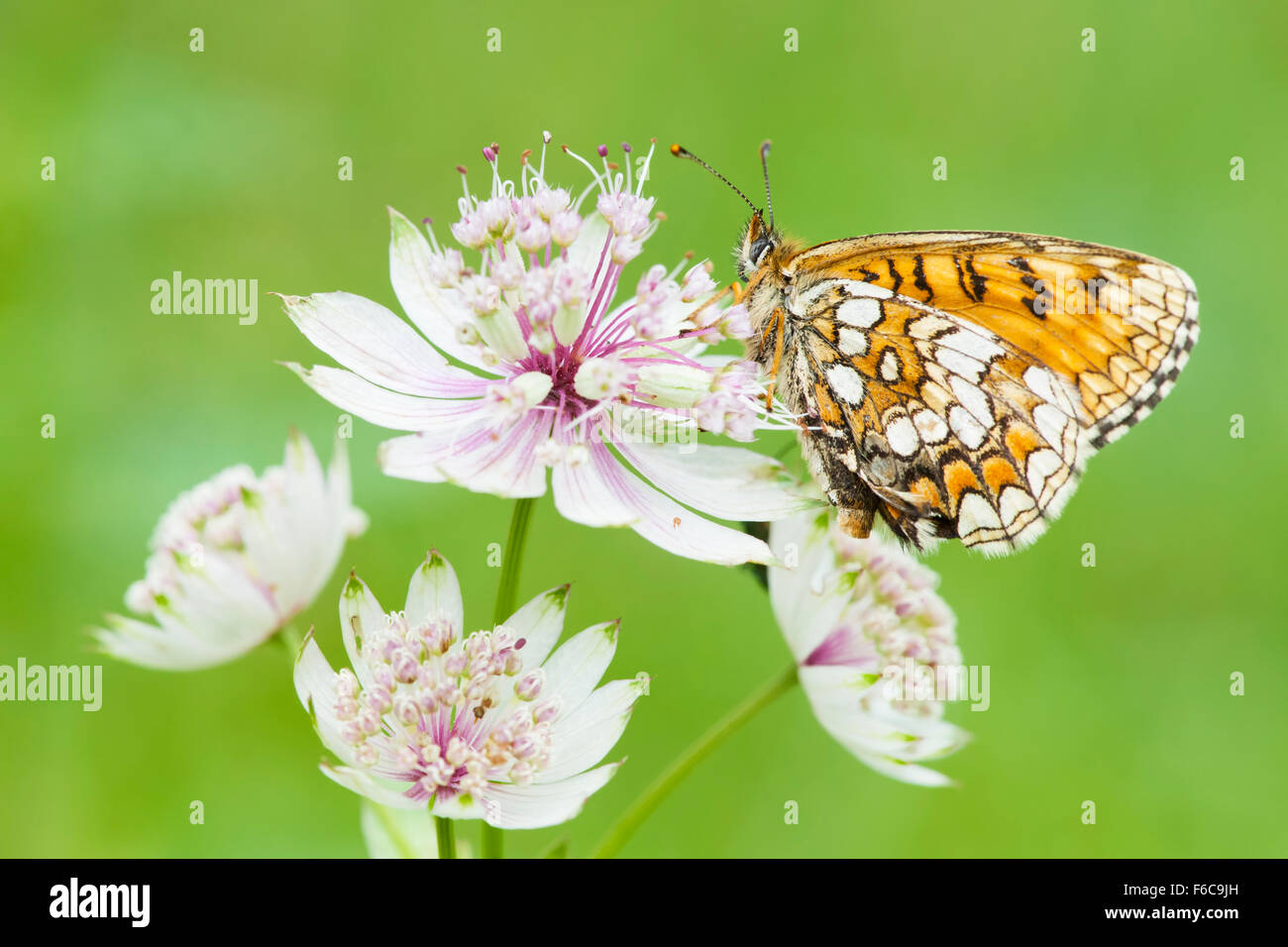 Knapweed Fritillary (Melitaea phoebe) butterfly on a Great Masterwort (Astrantia major) flower, Haute Savoie, France. Stock Photo