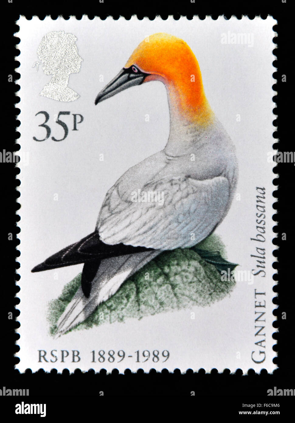 Postage stamp. Great Britain. Queen Elizabeth II. 1989. Centenary of Royal Society for the Protection of Birds. 1889-1989. Stock Photo