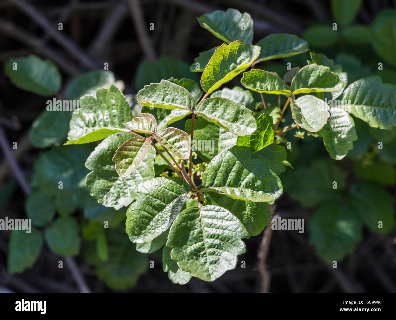 Poison oak bush leaf detail Stock Photo Alamy