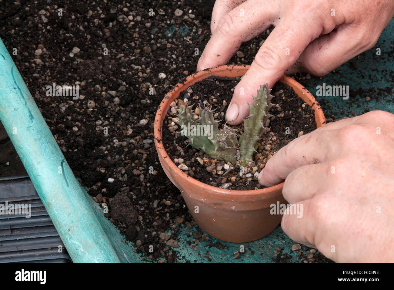 Repotting a Huernia boleana into a clay pot Stock Photo