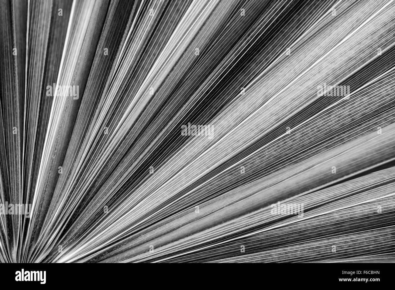 Closeup on tropical palm tree leaf texture in black and white Stock Photo