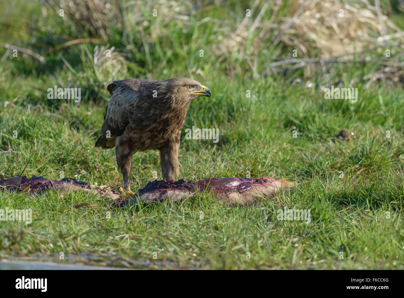 Maennlicher Schreiadler, Aquila pomarina, Male Lesser Spotted Eagle ...