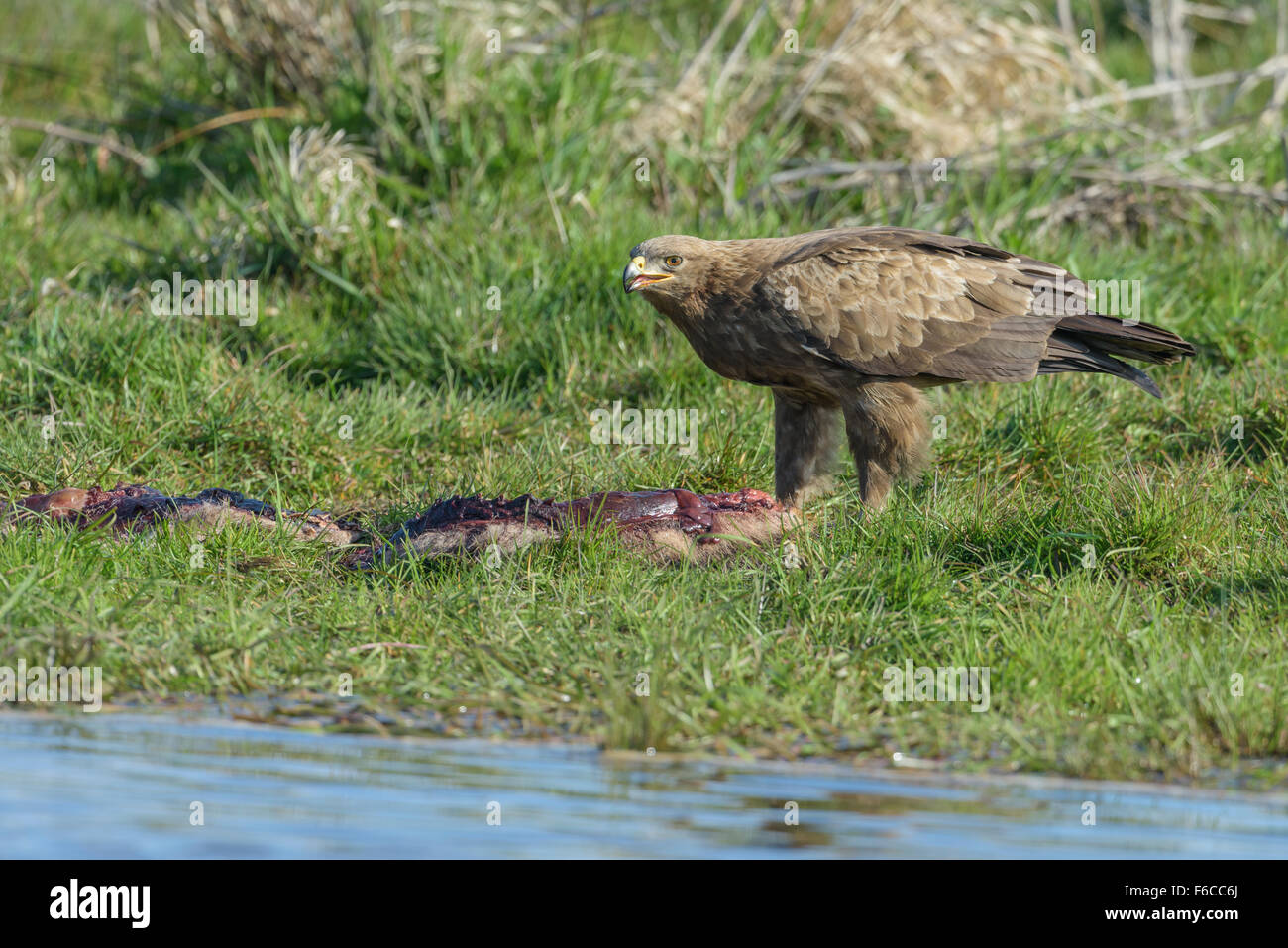 Maennlicher Schreiadler, Aquila pomarina, Male Lesser Spotted Eagle ...