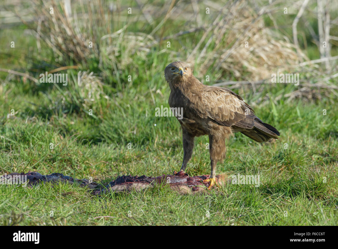 Maennlicher Schreiadler, Aquila pomarina, Male Lesser Spotted Eagle ...