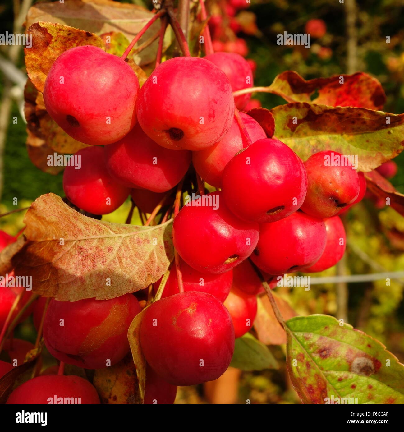 Red Crab Apples Stock Photo