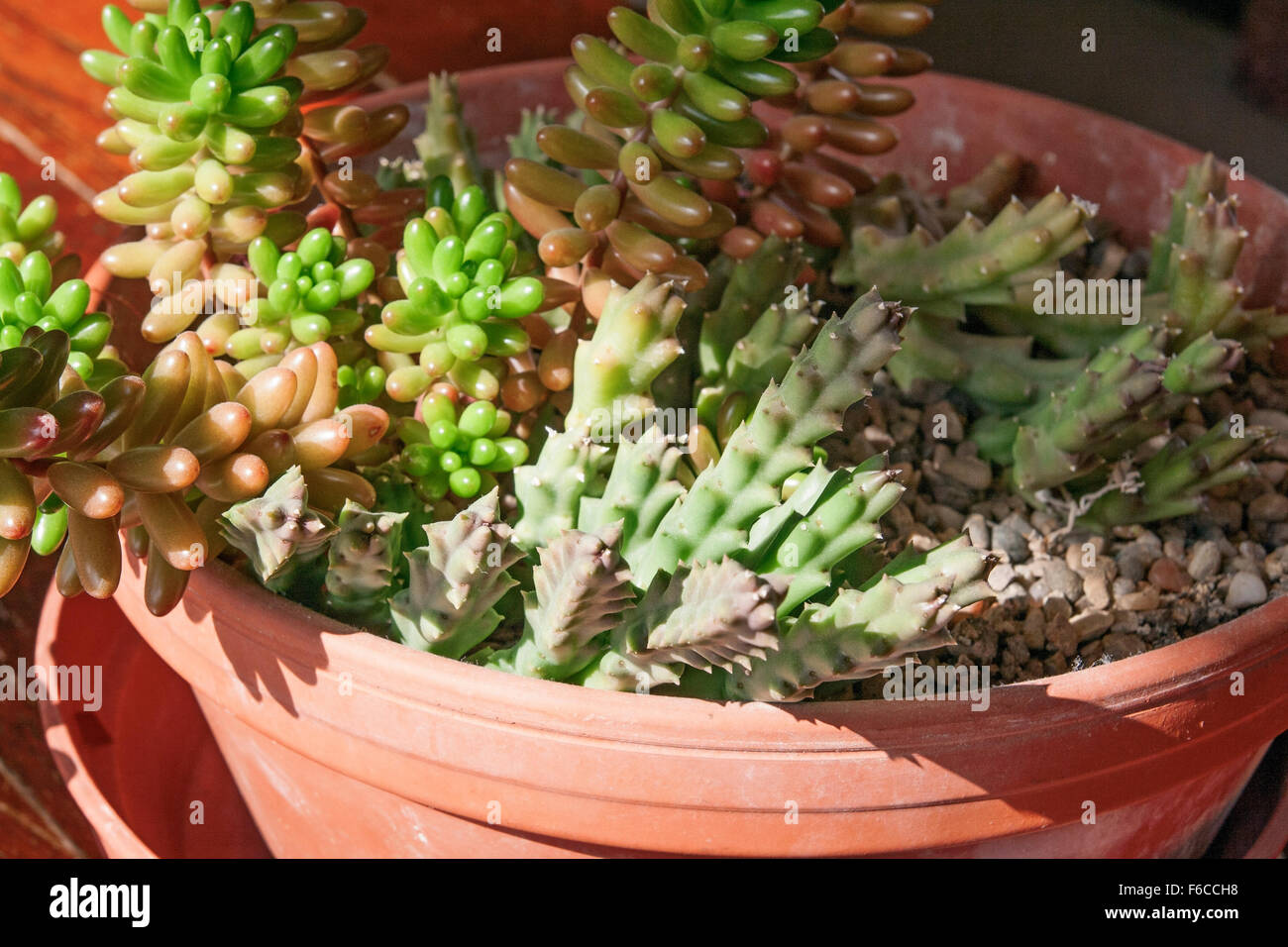 Sedum rurotinctum (Jelly Bean succulent) growing in a clay pan with Orbea variegata Stock Photo