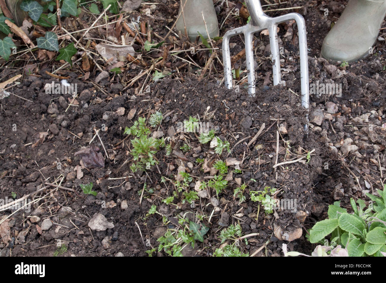 Perennial fork 2024