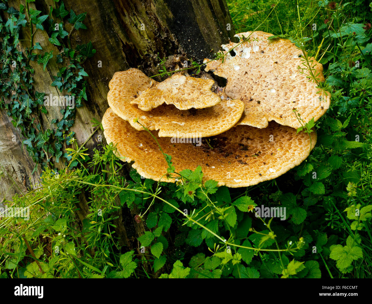 Bracket fungus or shelf fungus phylum Basidiomycota growing on a tree in woodland in England UK Stock Photo