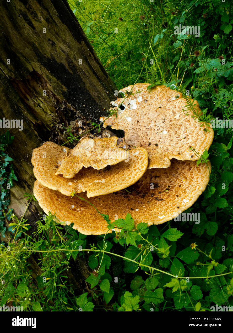 Bracket fungus or shelf fungus phylum Basidiomycota growing on a tree in woodland in England UK Stock Photo