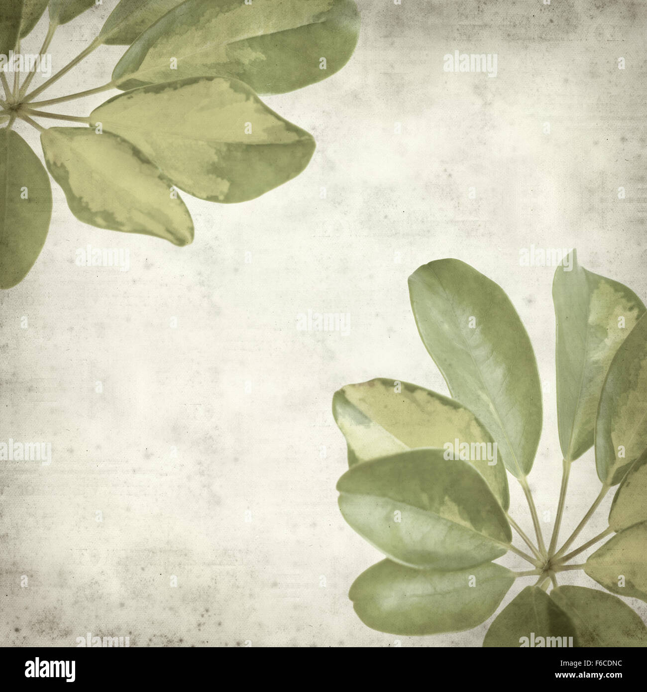 textured old paper background with dwarf Umbrella Tree Leaf Stock Photo