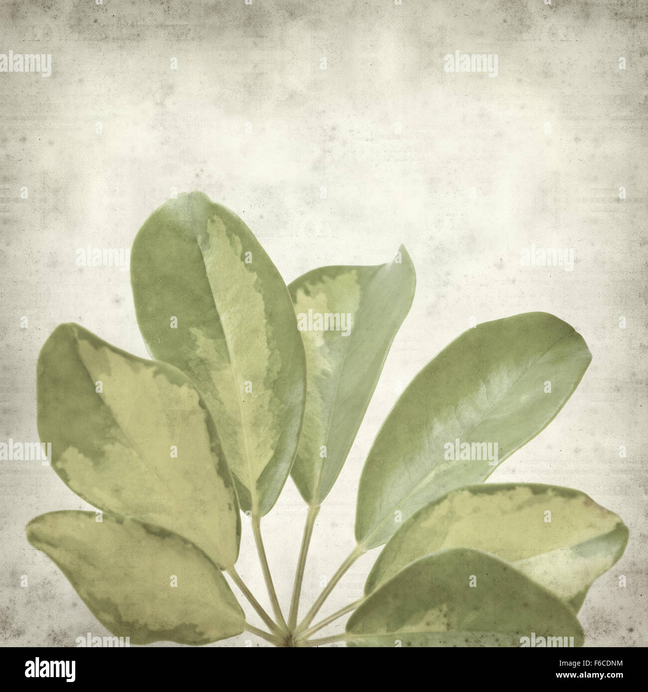 textured old paper background with dwarf Umbrella Tree Leaf Stock Photo