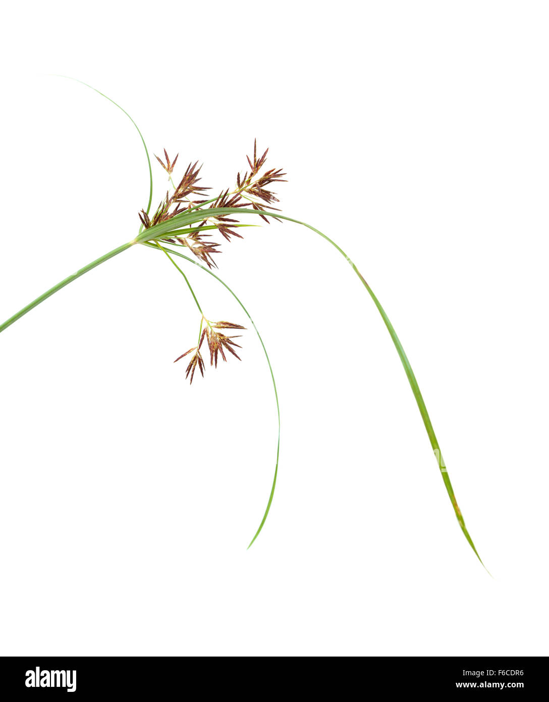 one stem of Cyperus, sedge, plant, isolated on white background Stock Photo