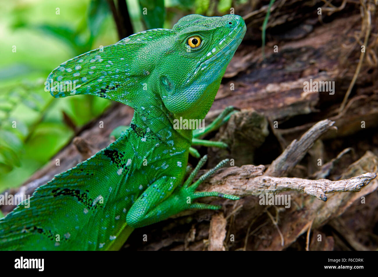 Emerald basilisk / plumed basilisk / green basilisk / double crested