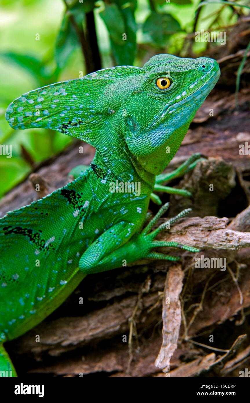 Emerald basilisk / plumed basilisk / green basilisk / double crested basilisk / Jesus Christ lizard (Basiliscus plumifrons) Stock Photo
