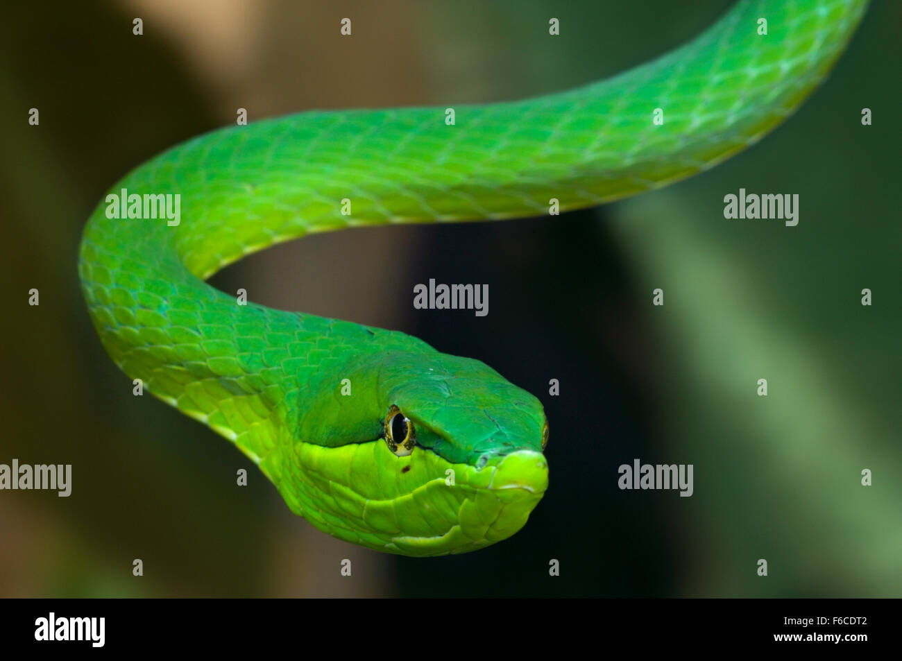 Green vine snake / flatbread snake (Oxybelis fulgidus / Coluber fulgidus) arboreal colubrid snake native to Central America Stock Photo