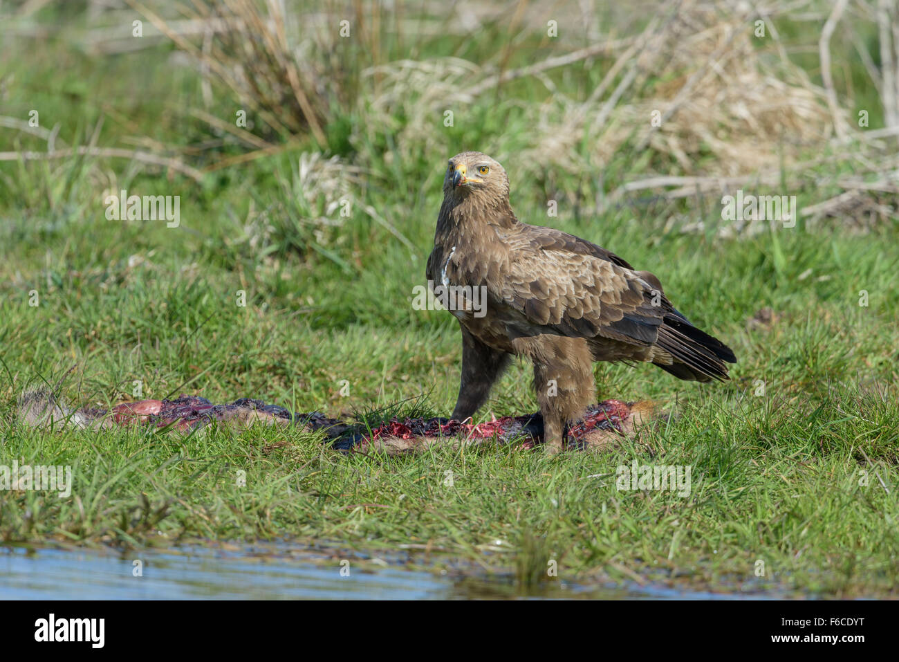 Weiblicher Schreiadler, Aquila Pomarina, Female Lesser Spotted Eagle 