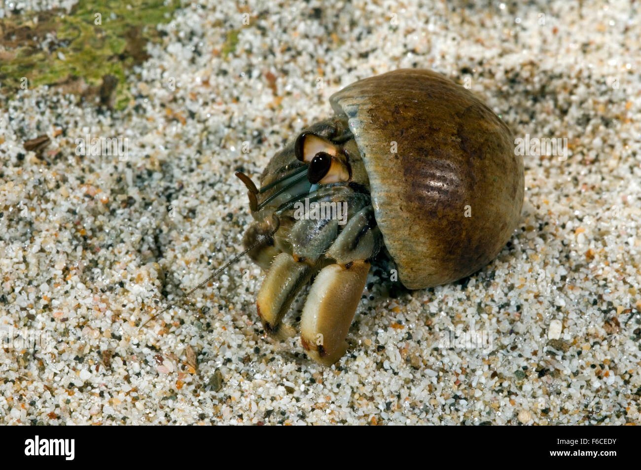 Land hermit crabs hi-res stock photography and images - Alamy